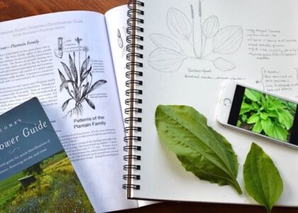 Local Herbal Remedies Using Violets, Plantain, and Dock Image